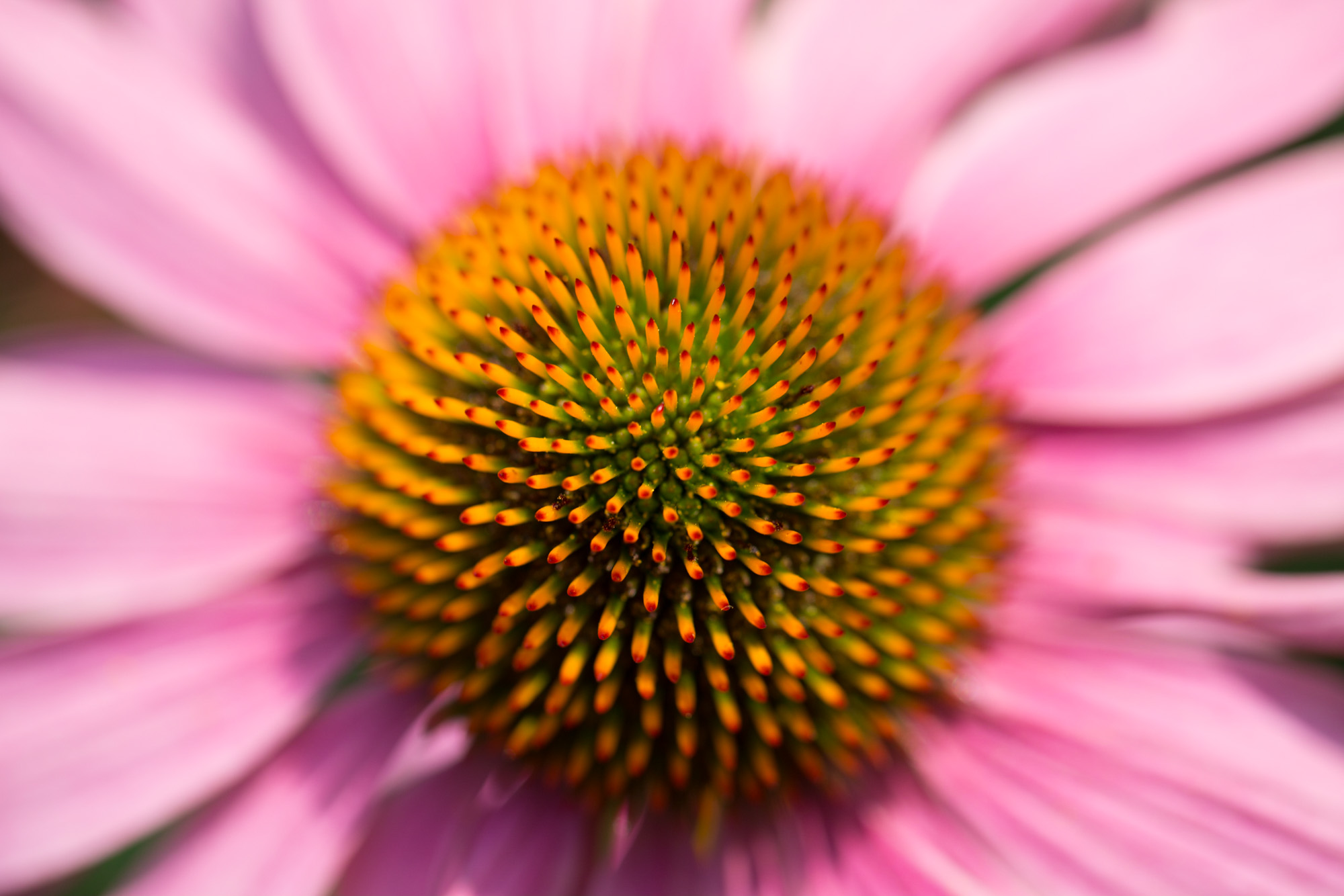 Echinacea pupurea